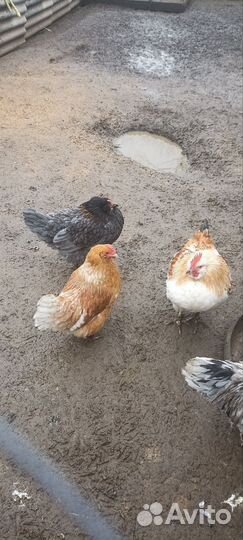 Молодые петушки