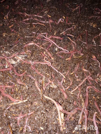 Черви Дендробена