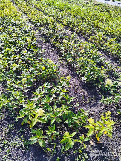 Гортензия саженцы окс