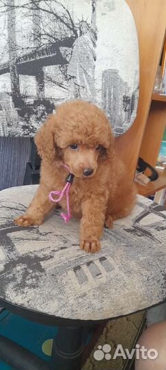 Щенки пуделя