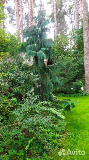 Кипарисовики Нутканские