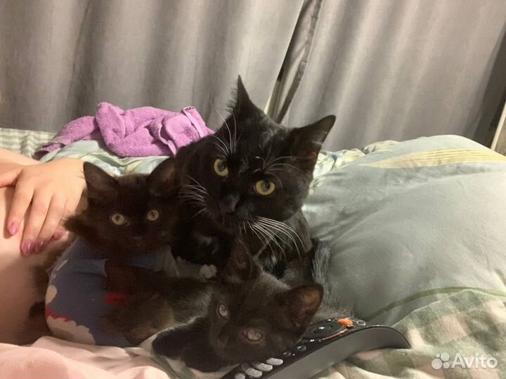 Кошка в дар