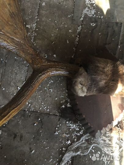 Продать рога оленя