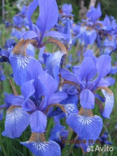 Ирис сибирский