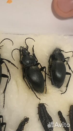 Жук жужелица гладкая Carabus glabratus