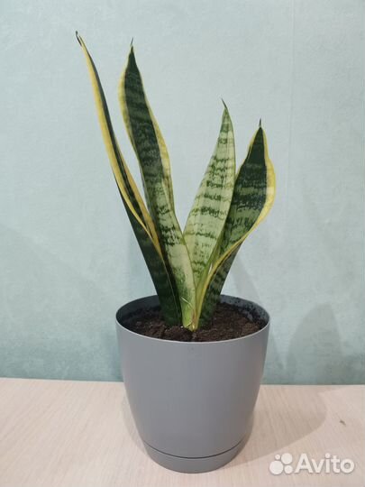 Комнатное растение сансевиерия лауренти