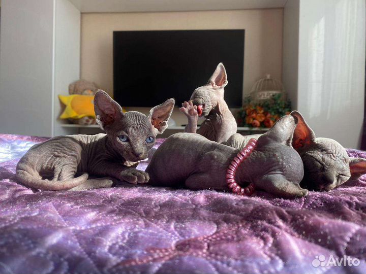 Котята Канадского Сфинкса