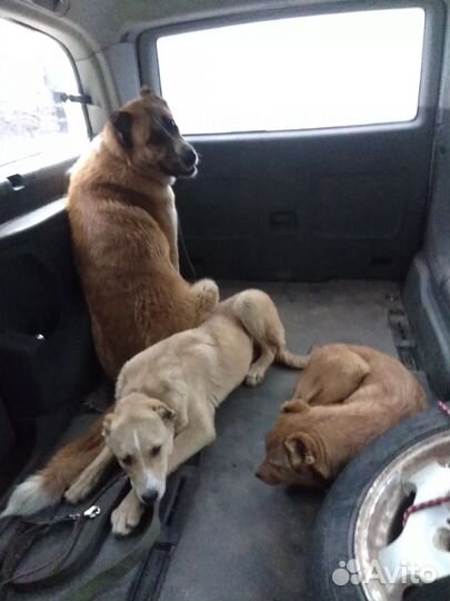 Перевозка домашних животных 