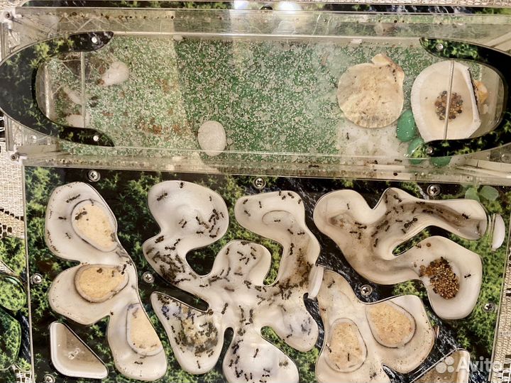 Формикарий с муравьями