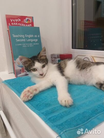 Кошечка в добрые руки