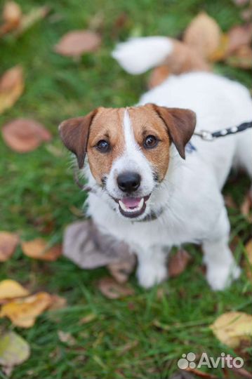 Вязка кобель джек рассел