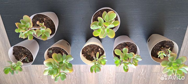 Красула толстянка