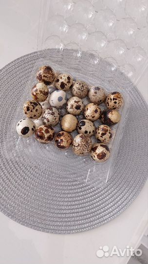 Яйца перепелиные оптом