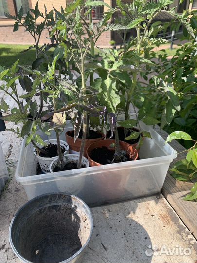 Рассада помидор