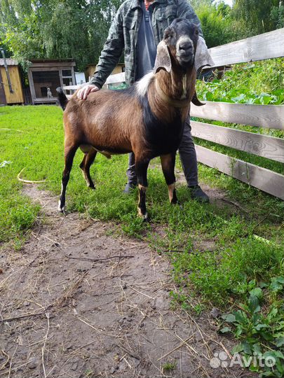 Коза Козёл Нубийский 100