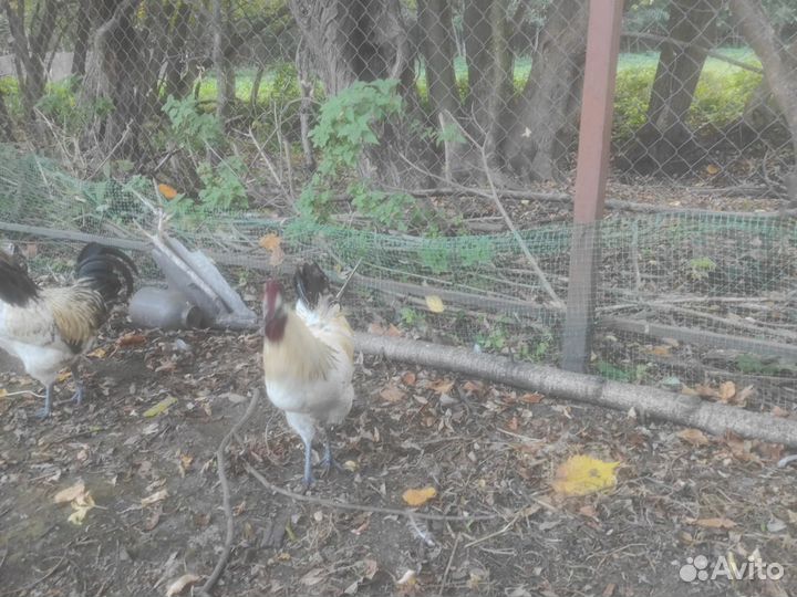 Петух лакеданзи серебро черномясый зелёное яйцо