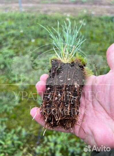 Горная сосна Мугус зкс сеянцы на доращивание