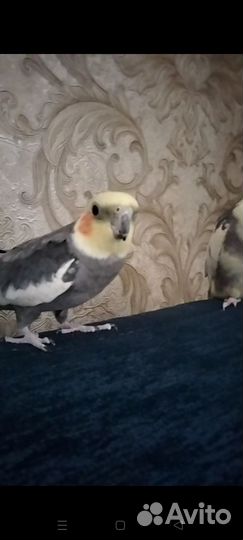 Попугай карелла