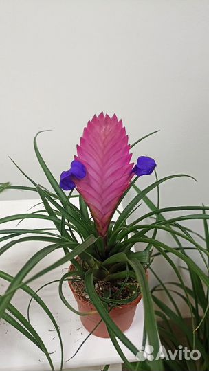 Тилландсия