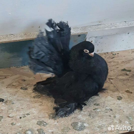 Продажа голубей