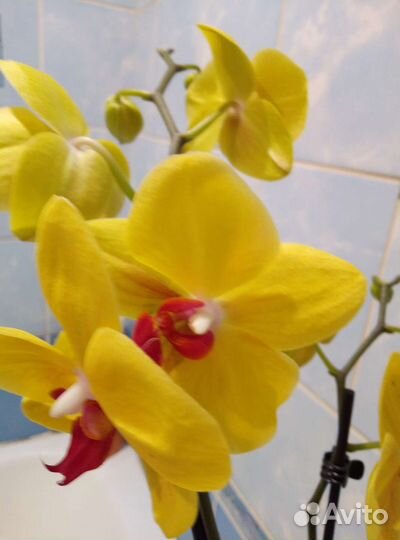Коллекционные орхидеи