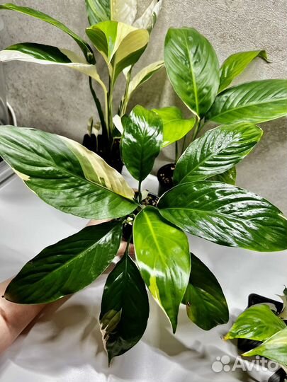 Спатифиллумы сортовые