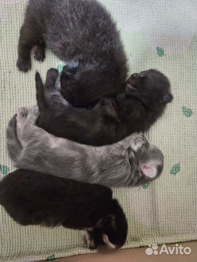 Котята в добрые руки