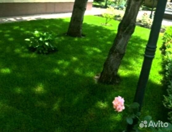 Рулонный газон