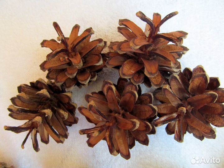 Шишки сосновые и еловые отборные для флористики