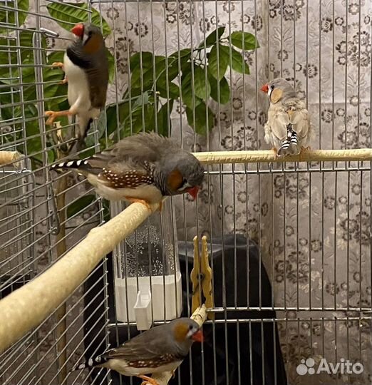 Зебровые амадины (птенцы)