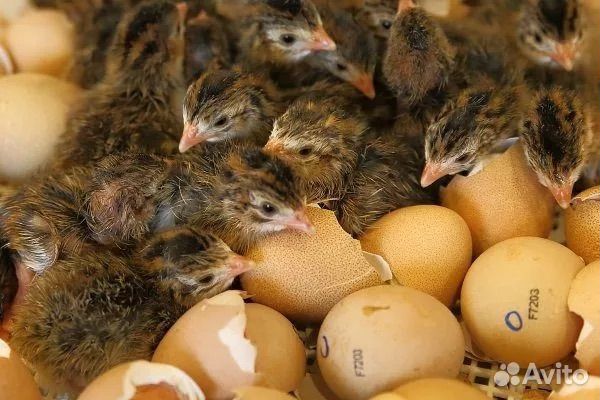 Суточная цесарка