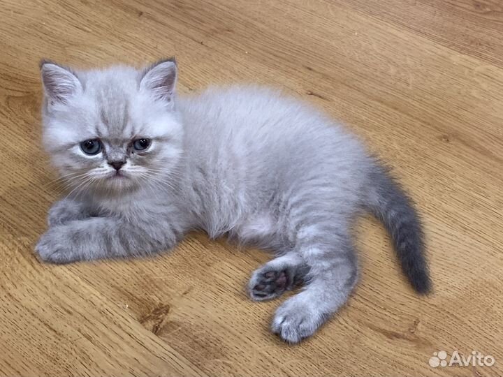 Котенок флеппиг