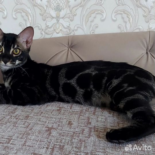 Бенгальская