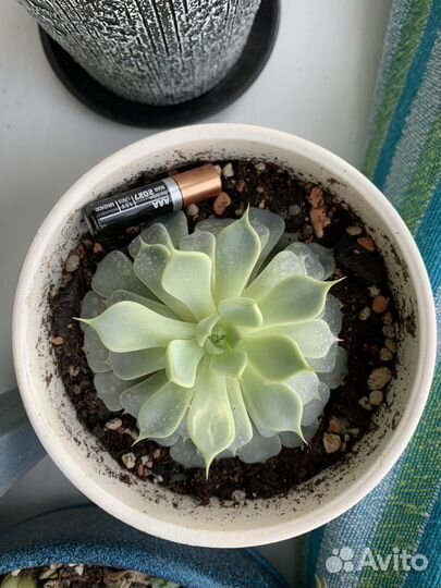 Суккуленты