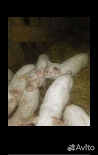 Поросенок ландрас