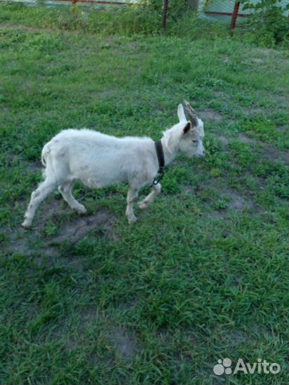 Коза дойная молочная