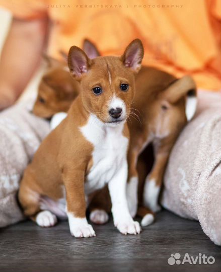 Щенки басенджи