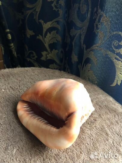 Ракушка морская большая из Кубы