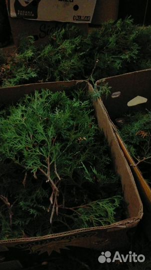 Черенки туи