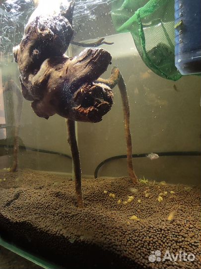 Коряги для аквариума