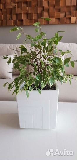 Фикус бенджамина пестролистный