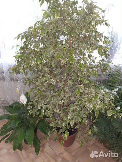 Фикус бенджамина