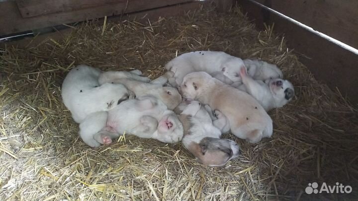 Щенки алабая