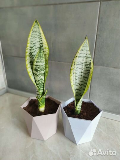 Сансевиерия лауренти