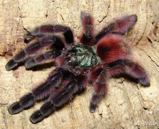 Пауки птицееды Avicularia versicolor,Bumba cabocla