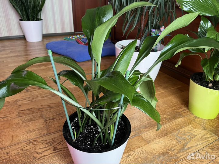 Эухарис амазонская лилия