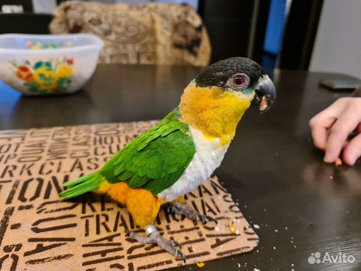 Выкормыш попугая Кайк