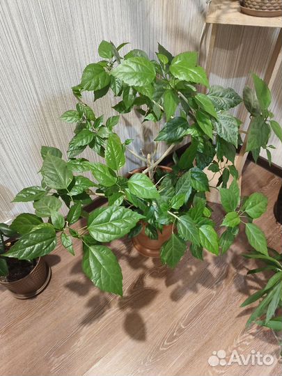 Гибискус вместе с горшком