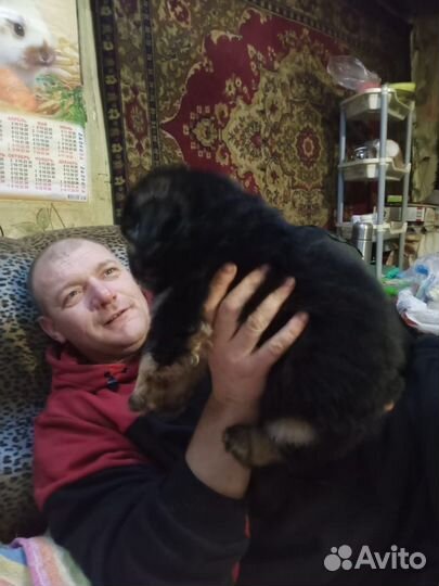 Немецкая овчарка