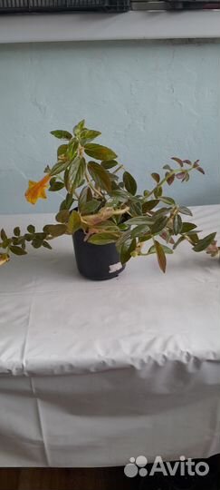 Колумнея Мэри джейн